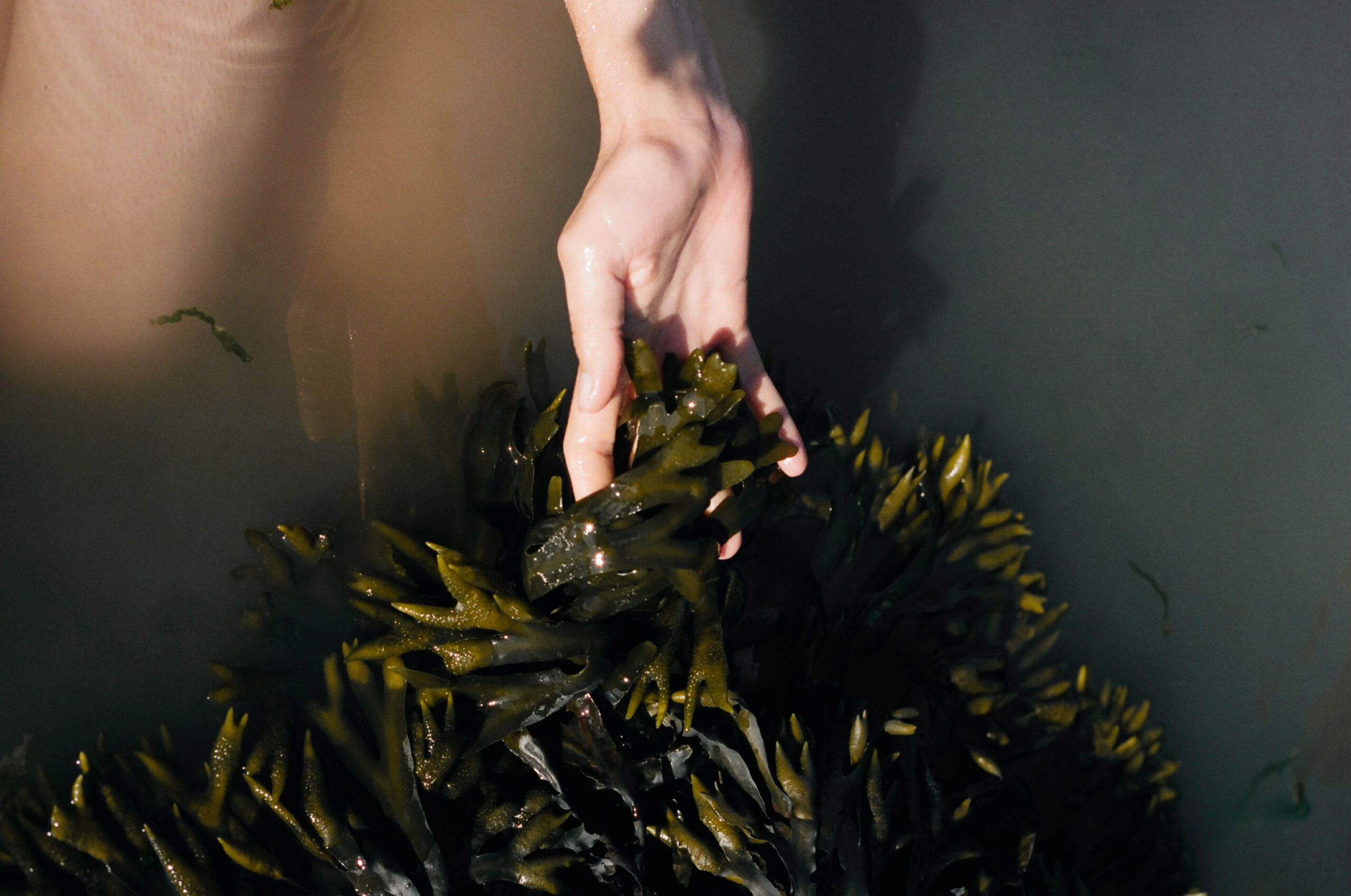 Fine art film photography by Steph Varasteh